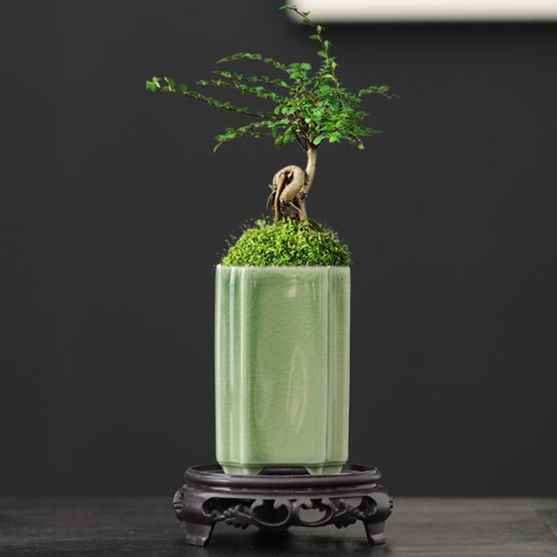 Bonsai Garden Kit - Maceta cuadrada de porcelana con diseño