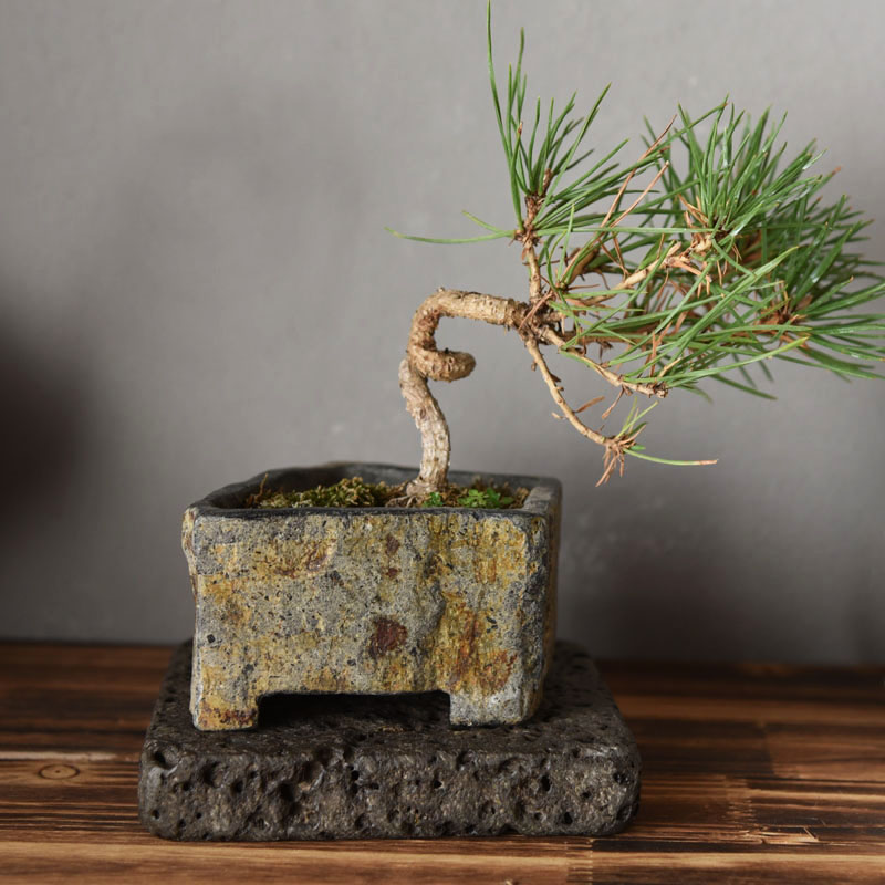 Maceta de Piedra Natural de Ba - Bonsai Garden Chinese Garden reseña y precio