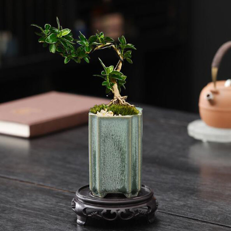 Maceta cuadrada de porcelana c - Bonsai Garden Kit reseña y precio
