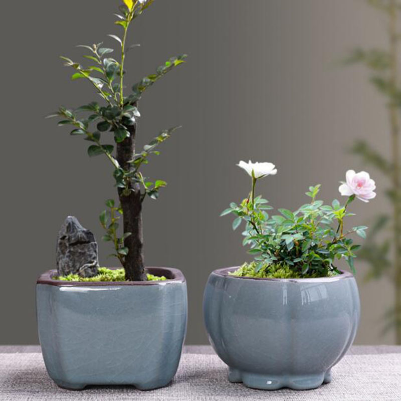 Maceta de cerámica Retro para  - Bonsai Garden Kit reseña y precio