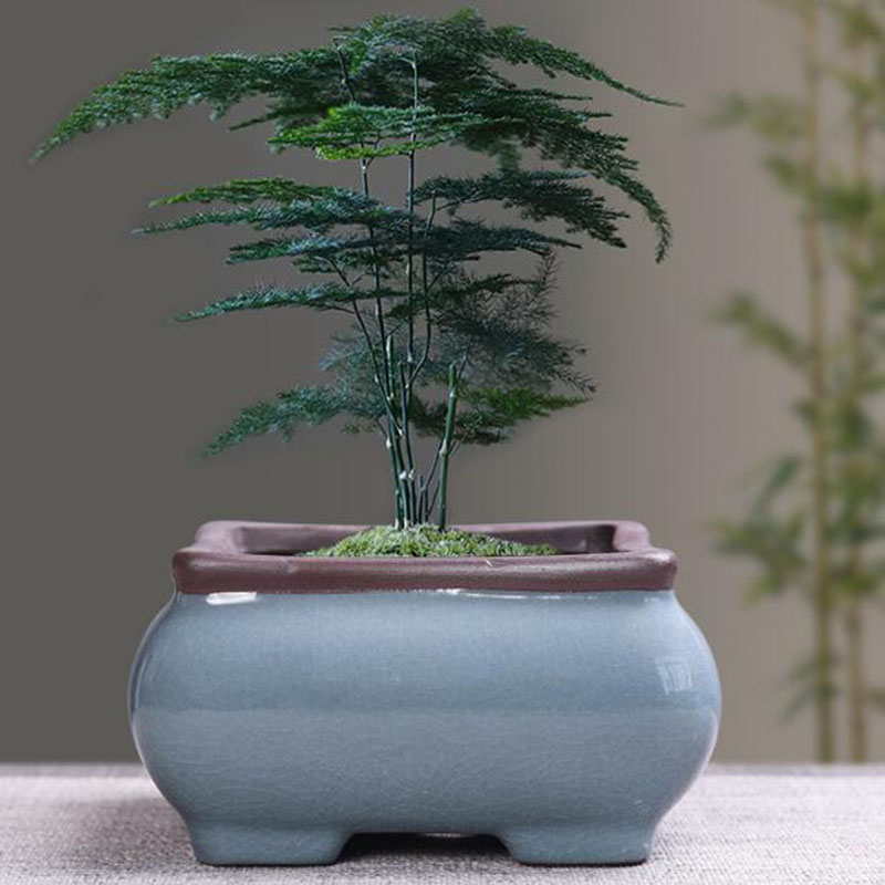 Maceta de cerámica Retro para  - Bonsai Garden Kit reseña y precio