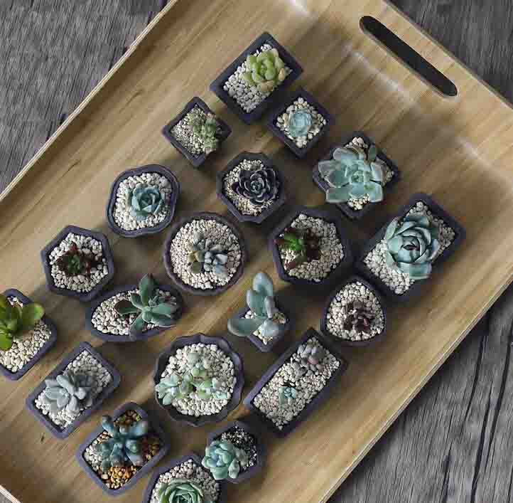 Yixing-maceta de arena púrpura - Bonsai Garden Kit reseña y precio