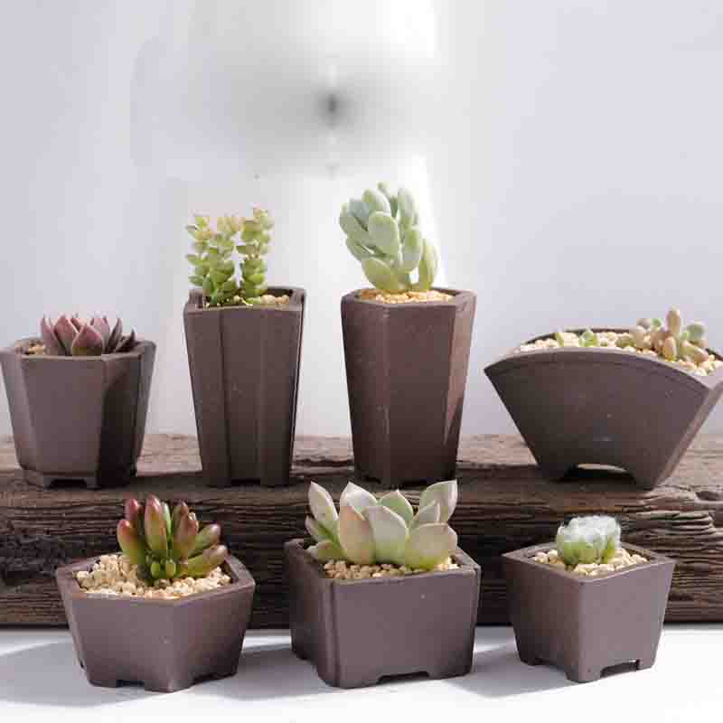 Yixing-maceta de arena púrpura - Bonsai Garden Kit reseña y precio