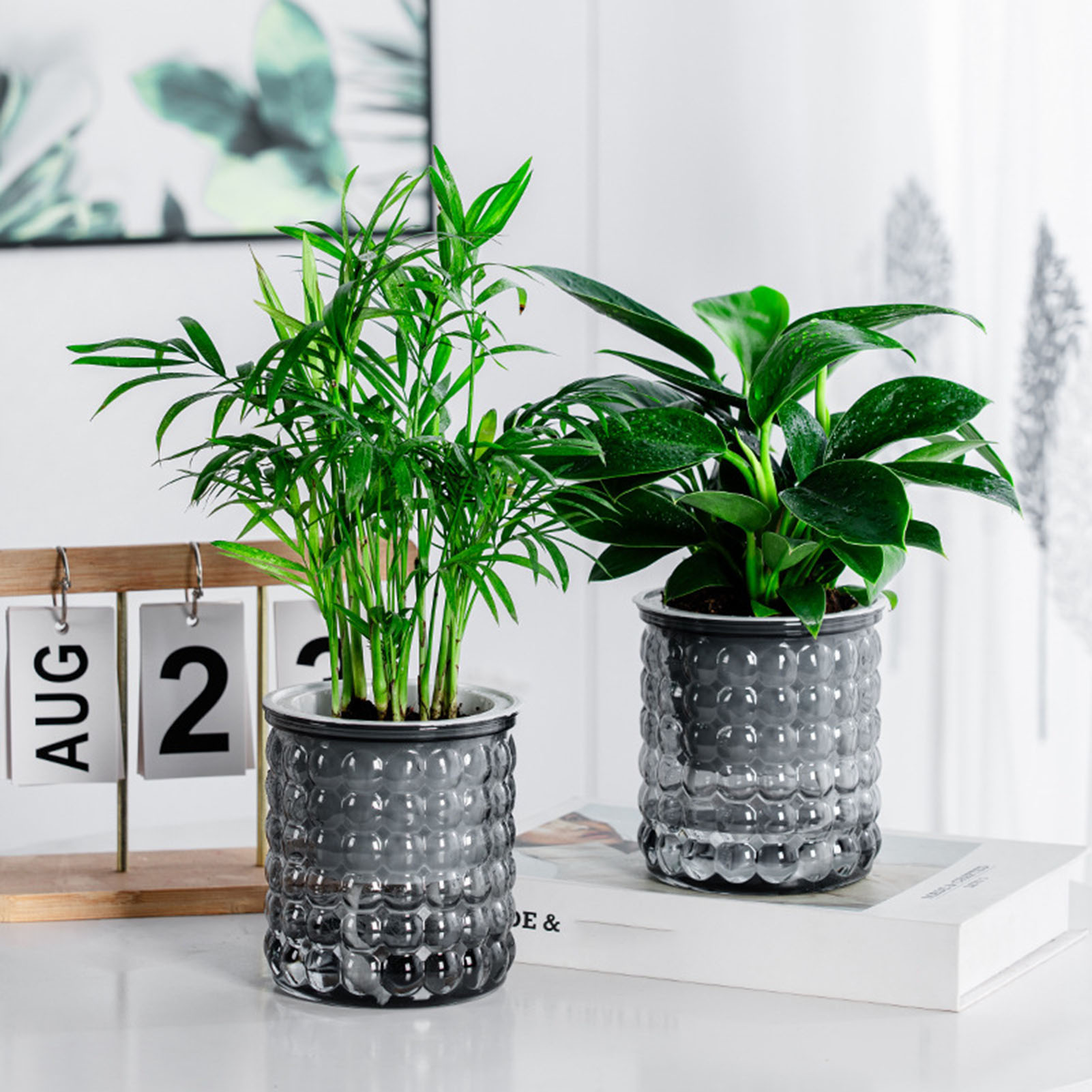 Nuevo Maceta de plantas hidrop - Bonsai Garden Kit reseña y precio