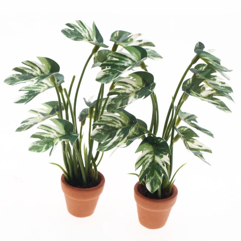 Nuevo. 1 unidad. Planta verde  - Bonsai Garden Usa reseña y precio
