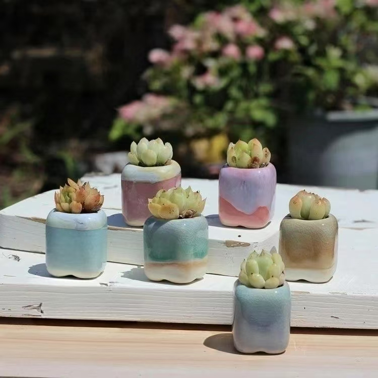 6 uds Mini maceta suculentas p - Bonsai Garden Kit reseña y precio